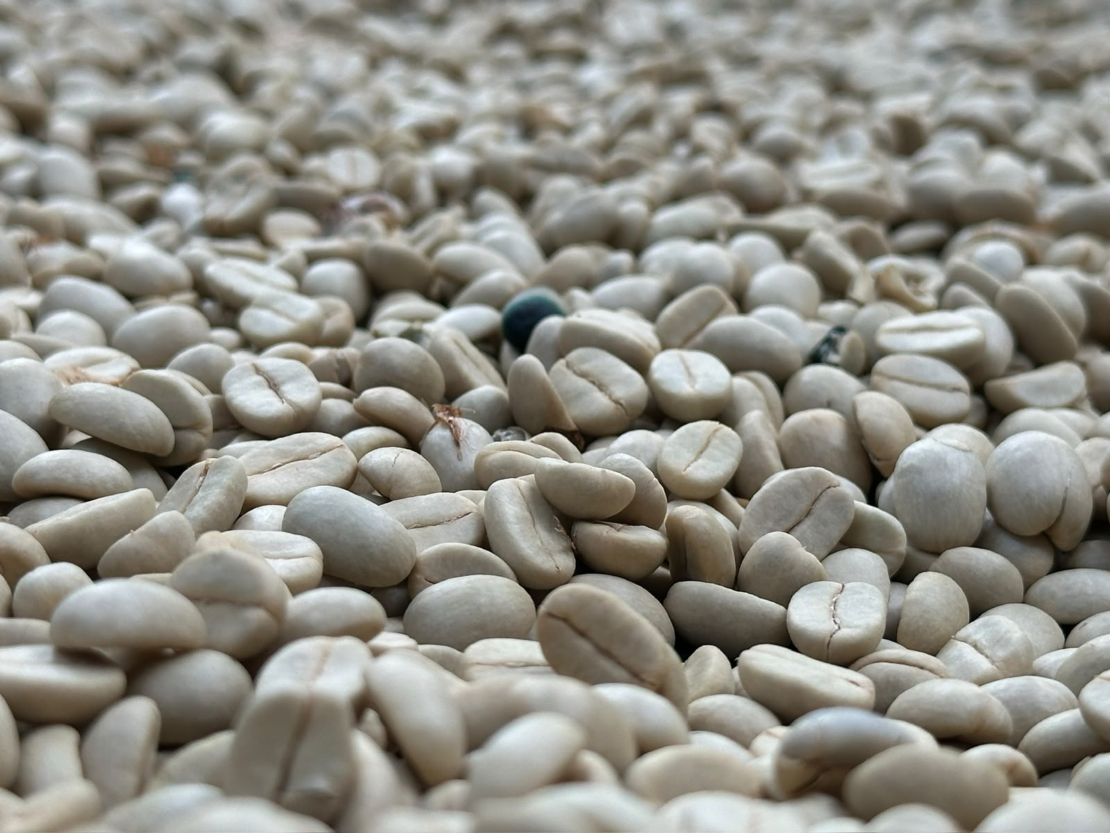 Wholesale coffee - Nepali Arabica