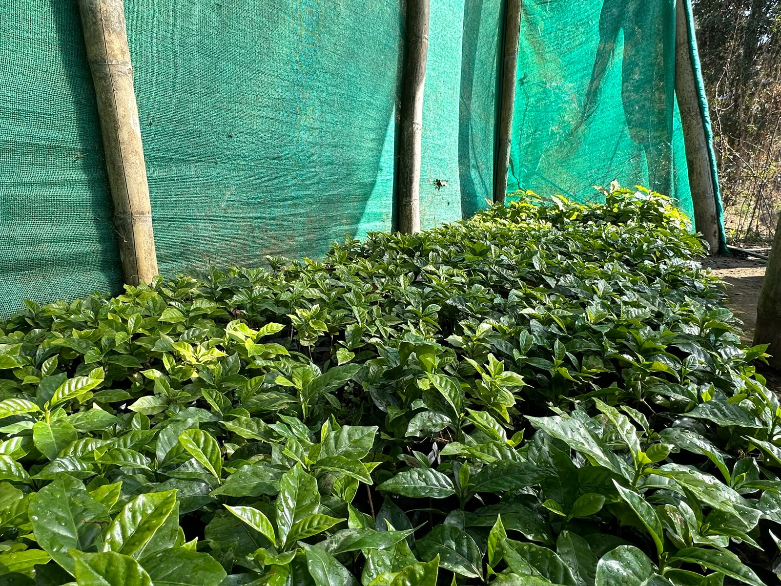 Coffee seedlings under shade netting